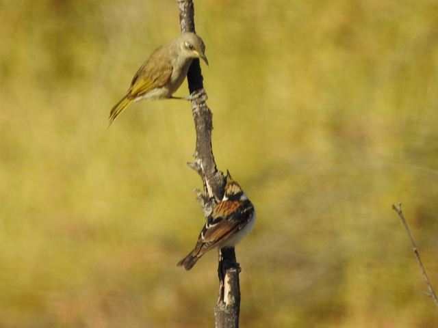 Brown Honeyeater and juvenile Banded Honeyeater facing off on the Escarpment Walk, near Victoria River Roadhouse